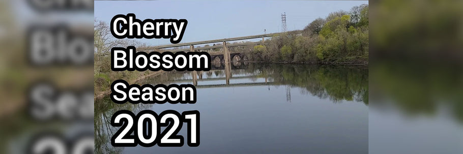 Cherry Blossom Season 2021